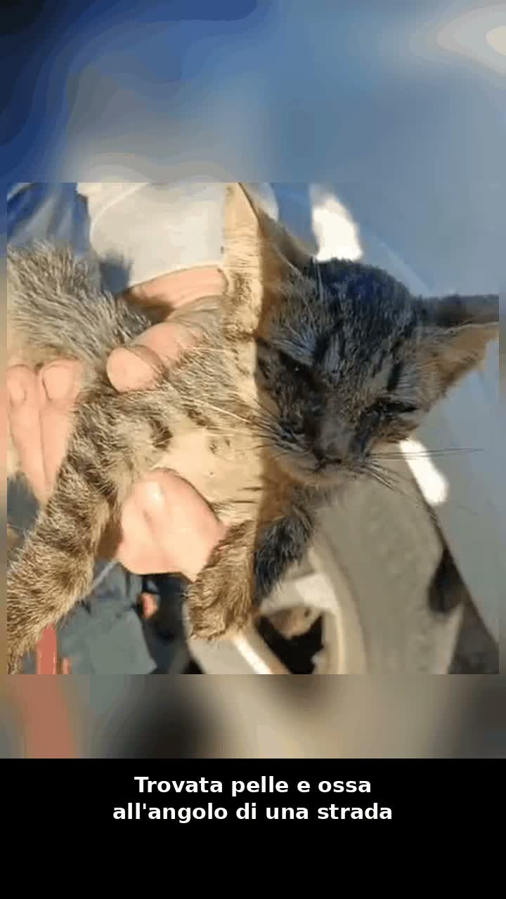 Europeo gatti in regalo: Sissi, l’ imperatrice  - Video 2