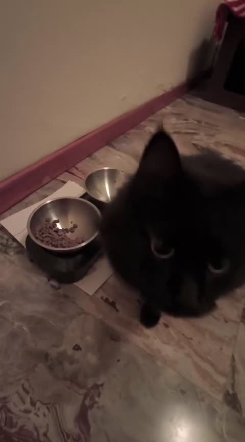 Europeo gatti in regalo: MICIA NERA A PELO LUNGO  - Video 1