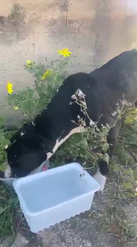 Meticcio cani in regalo: KURMO 💙-aiutaci!! È in mezzo alla strada, solo - Video 1
