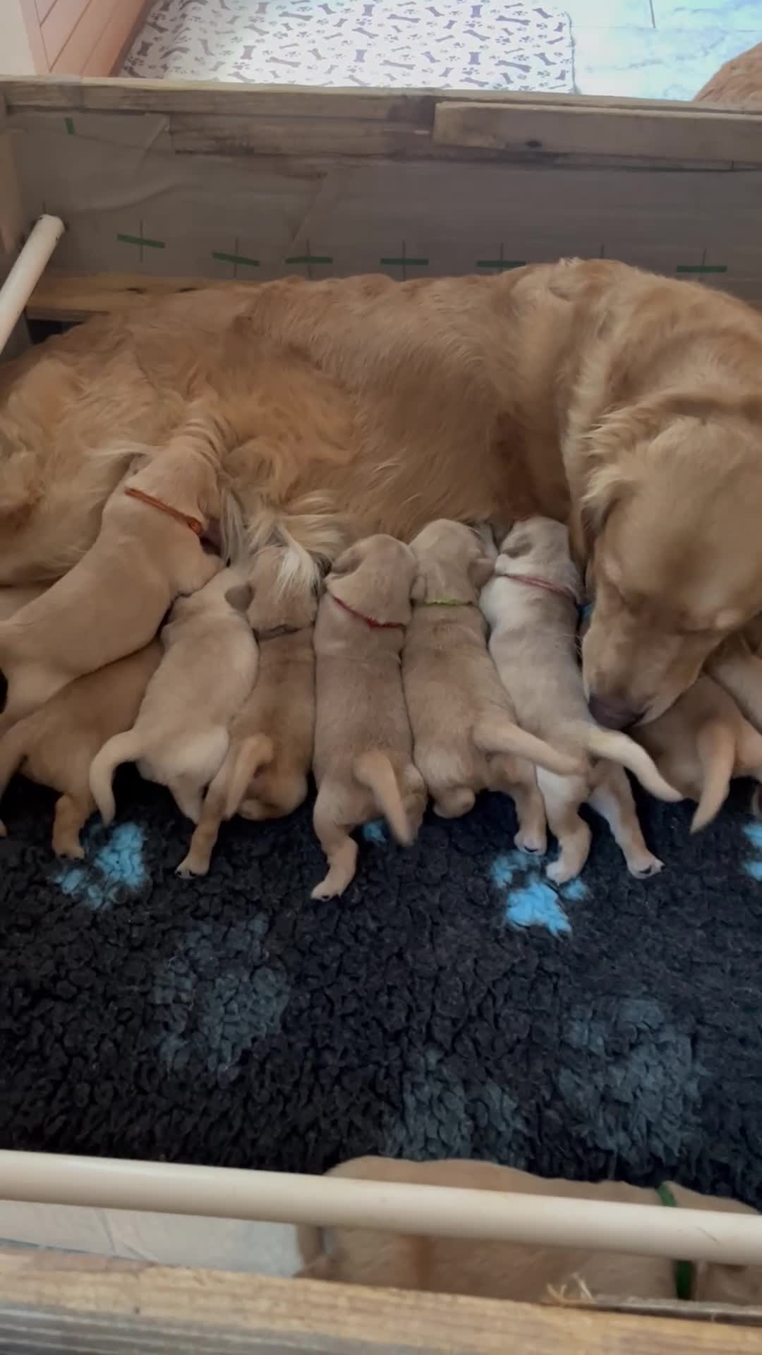 Golden Retriever cani in vendita: Golden Retriever  - Video 1
