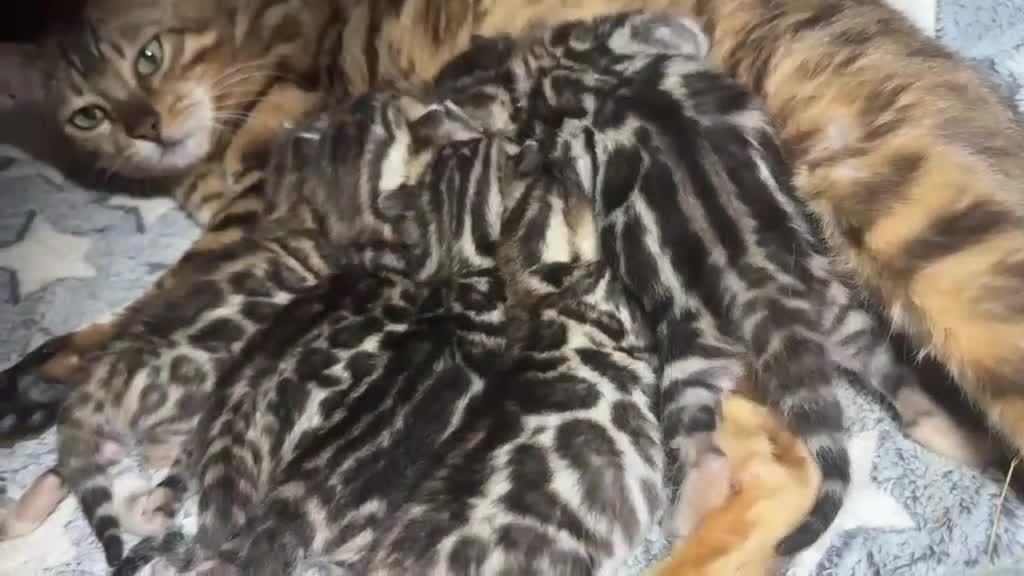 Bengala gatti in vendita: Bengal cucciola da riproduzione (Normandie) - Video 2