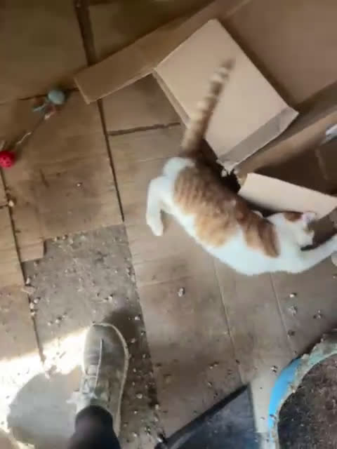 Meticcio gatti in regalo: DOLCE E BELLO : ADOTTA POOH - Video 1