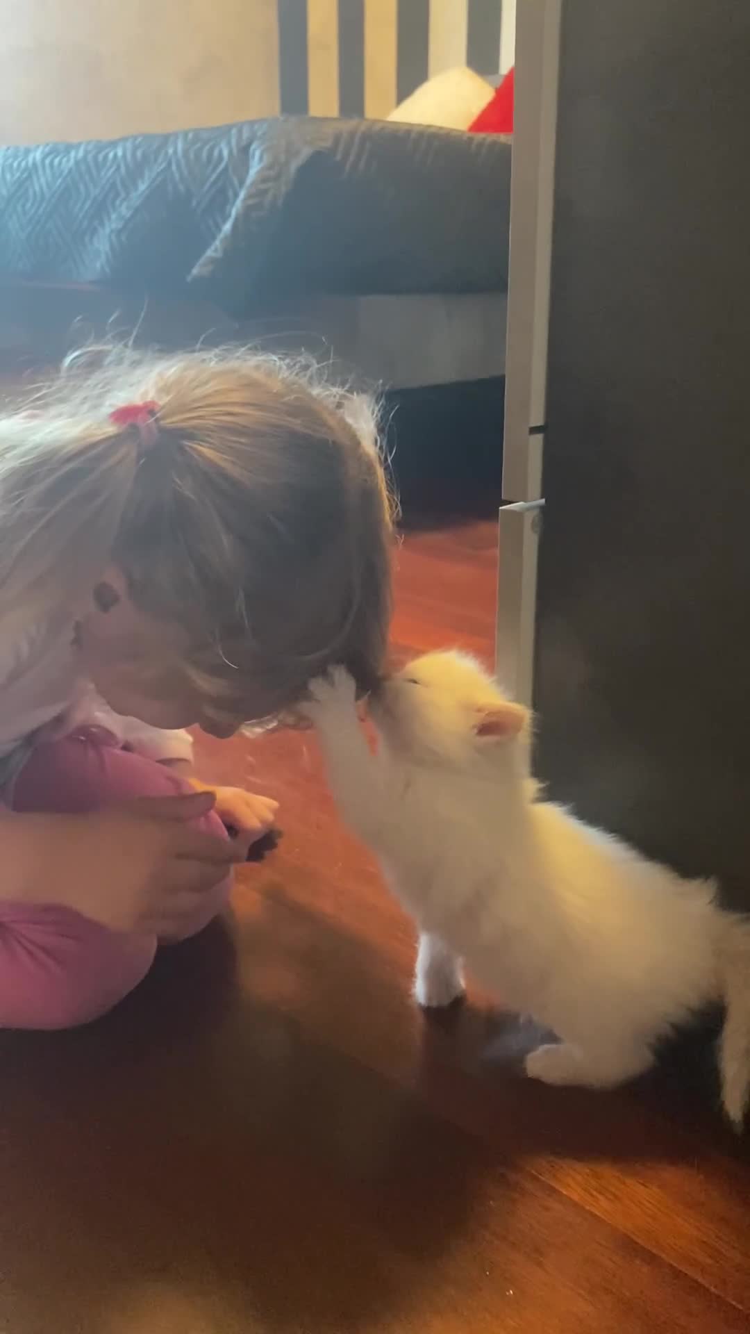 Siberiano gatti in vendita: Cuccioli siberiani Neva Rossi di 1 mese! - Video 1