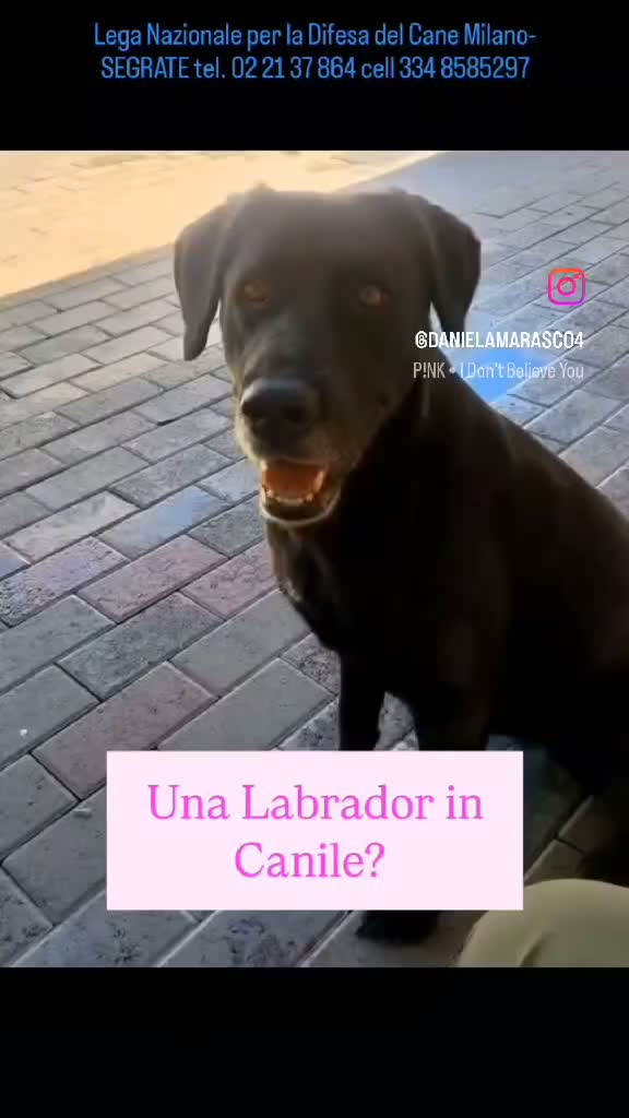 Meticcio cani in regalo: ELIJA DOLCE LABRADOR - Video 1