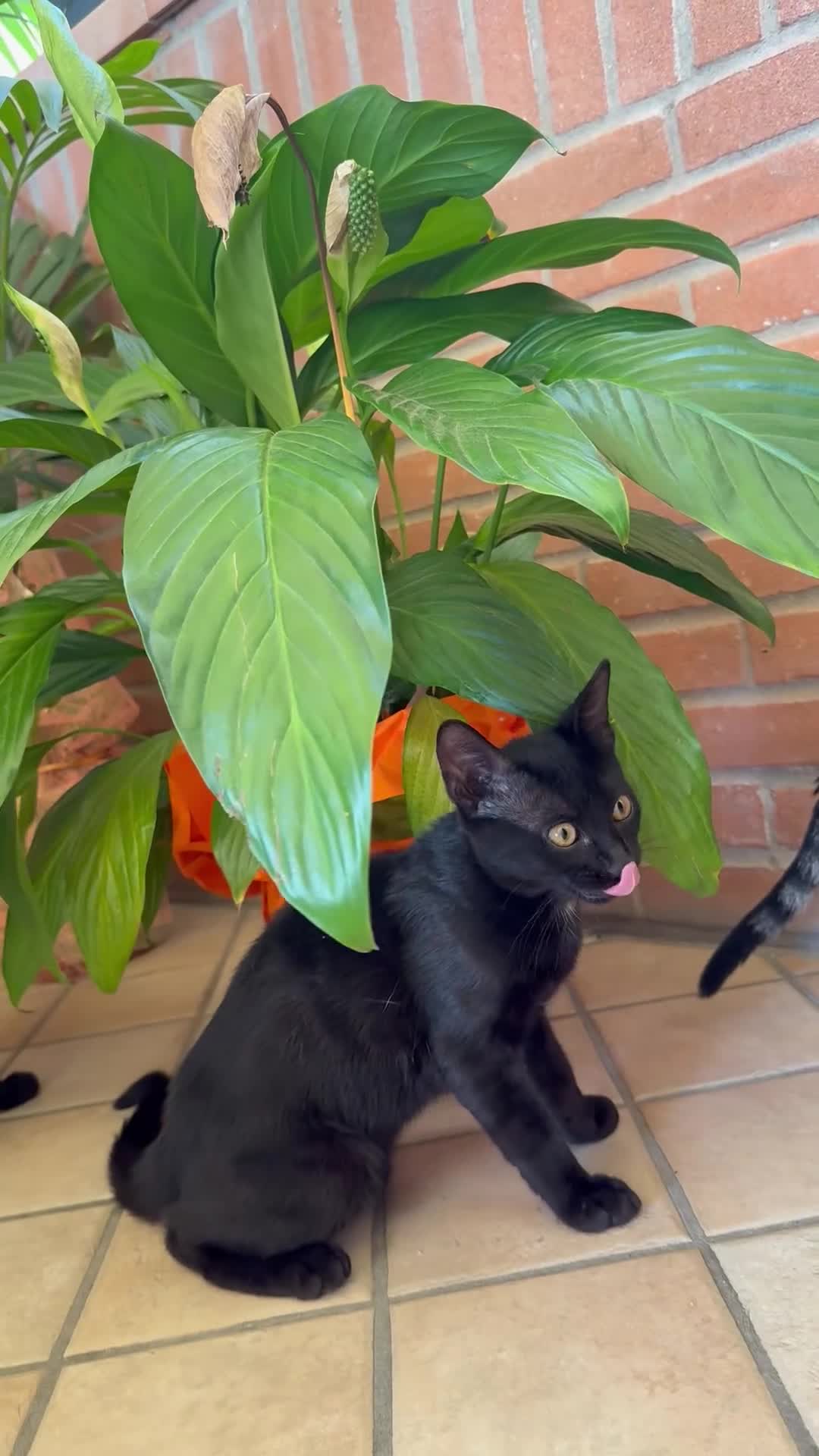 Altre razze gatti in regalo: 🩵GATTINO DOLCE IN REGALO🩷☘️ - Video 5