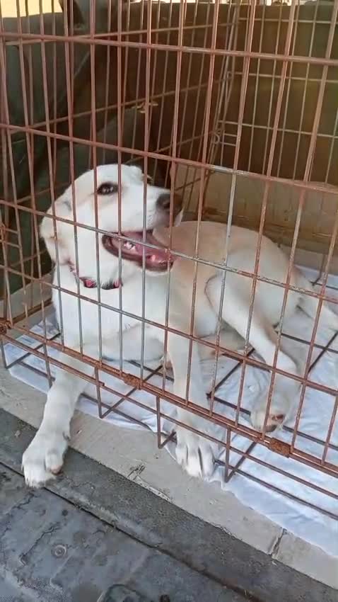 Meticcio cani in regalo: Nanà, taglia media! (25kg-4 mesi)  a Provincia di Pavia - Video 2