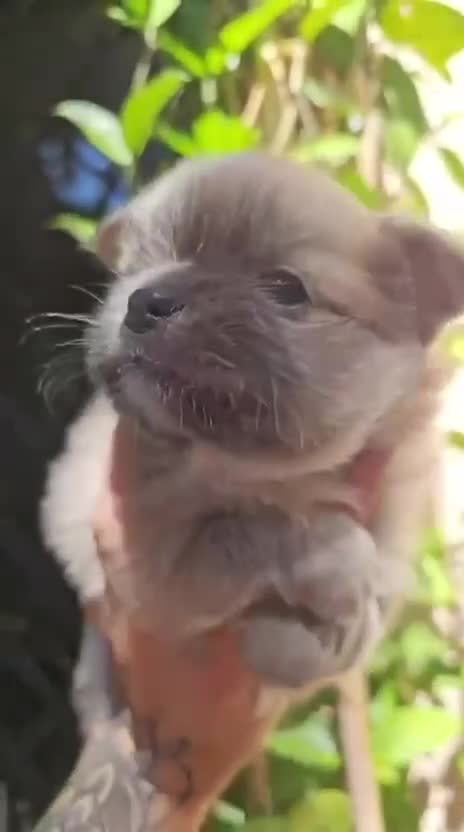 Chihuahua cani in vendita: Cuccioli di Chihuahua mini disponibili a Città metropolitana di Roma Capitale - Video 1
