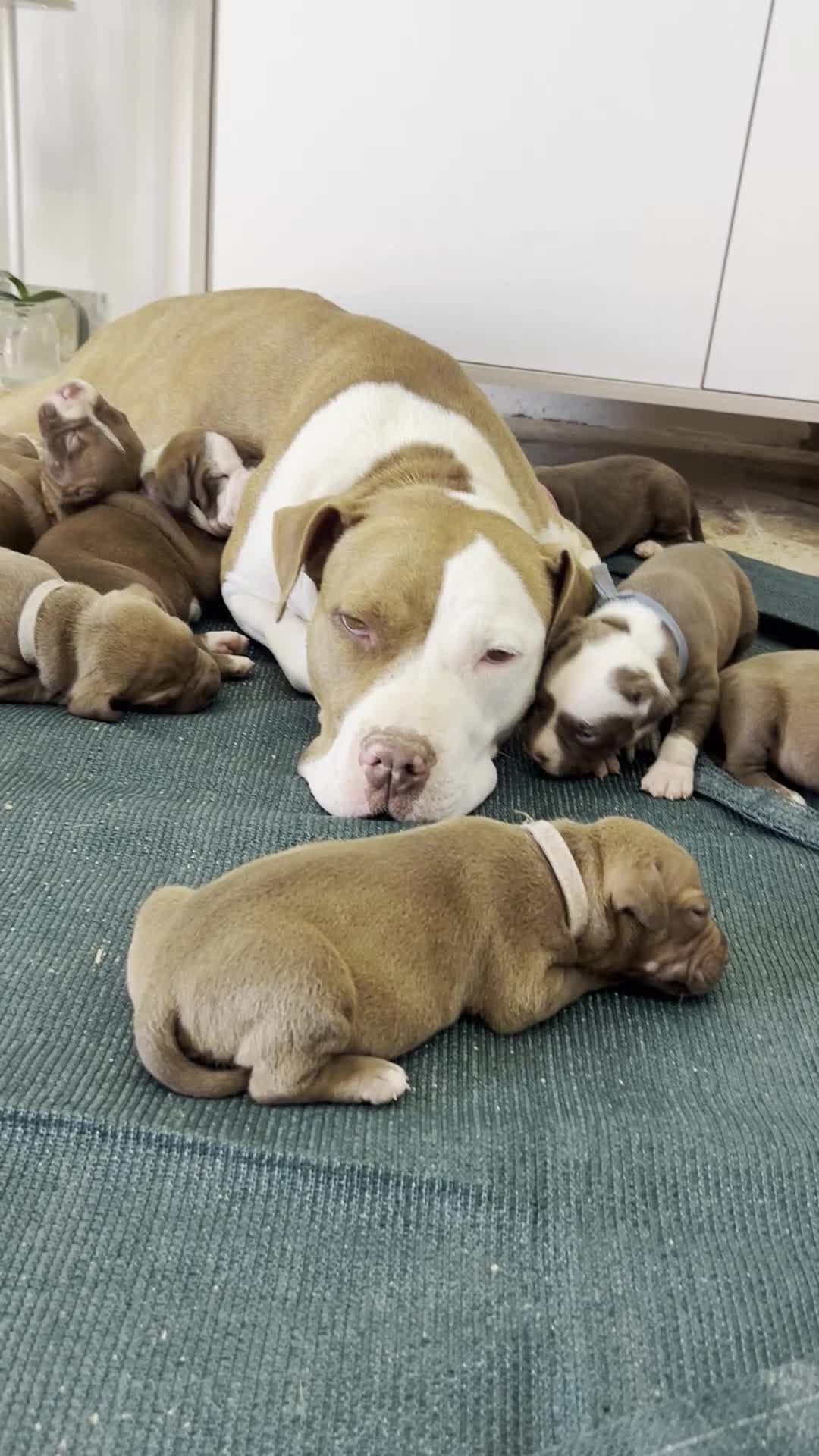 Pitbull cani in vendita: Cuccioli di pitbul  - Video 2