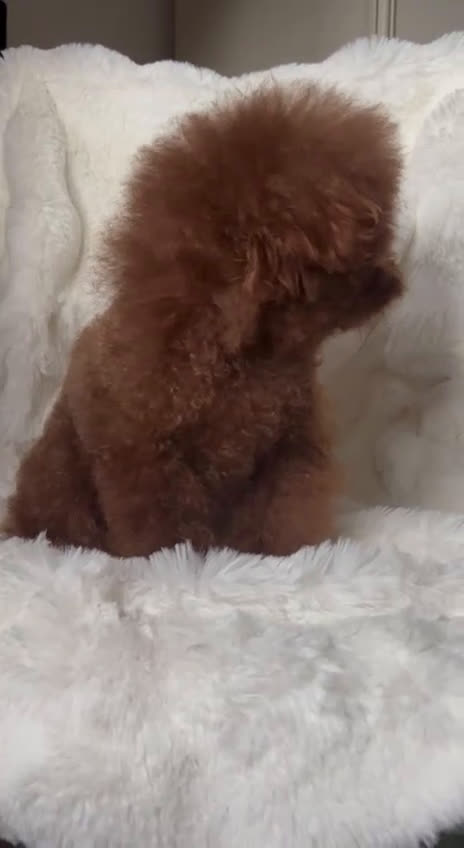 Barboncino Toy cani per accoppiamento: Accoppiamento con Teacup Poodle, Baby Face! - Video 2