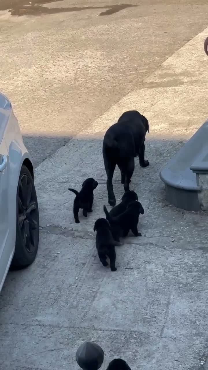 Labrador cani in vendita: Labrador Nero - Video 1