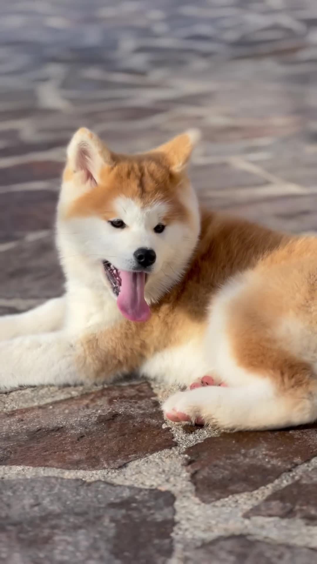 Akita Inu cani in vendita: Cucciolo Akita inu (Top Selection) a Città metropolitana di Roma Capitale - Video 2