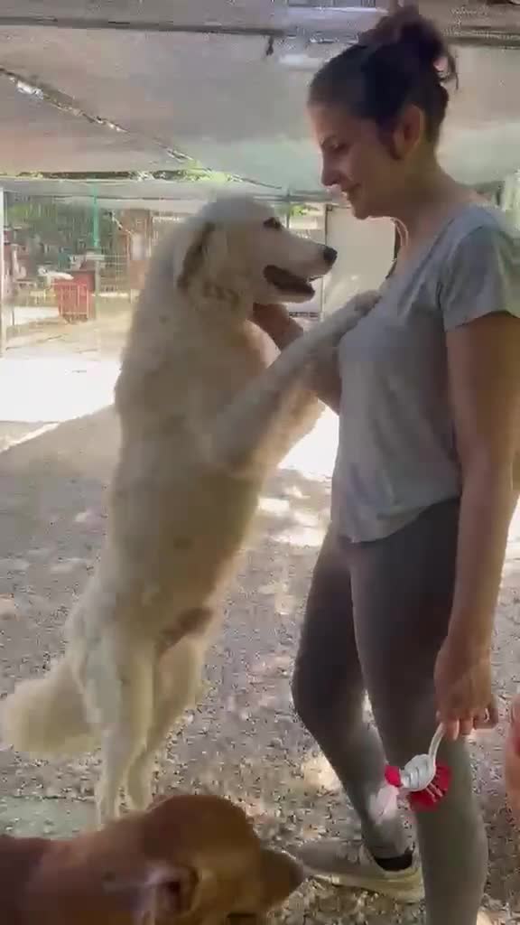 Meticcio cani in regalo: SOS CORFU' - Video 2