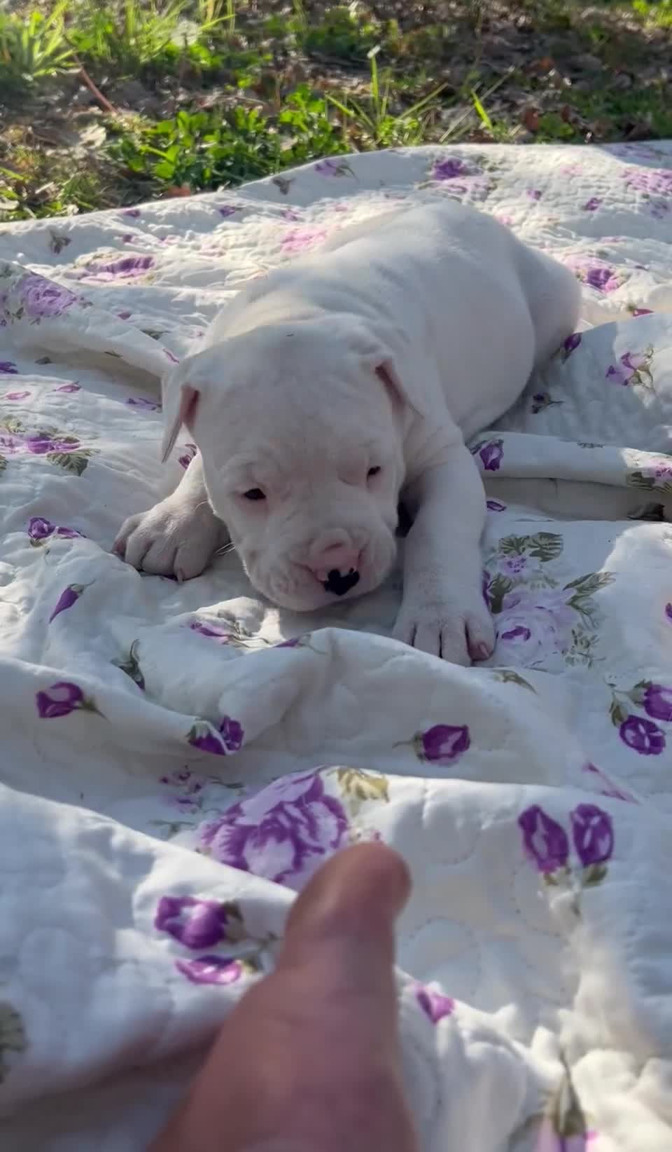 Dogo Argentino cani in vendita: Cuccioli dogo argentino  - Video 1