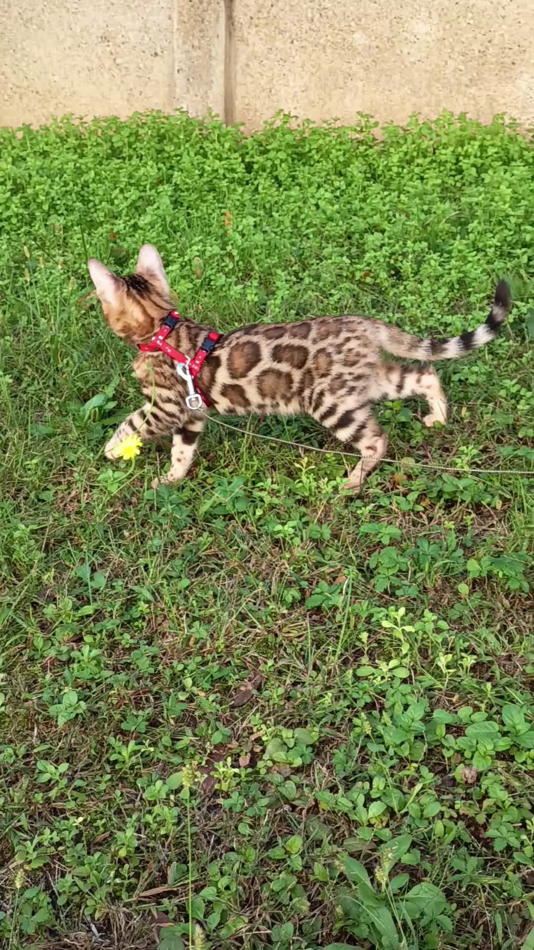 Bengala gatti in vendita: Meravigliosa bengalina  - Video 1