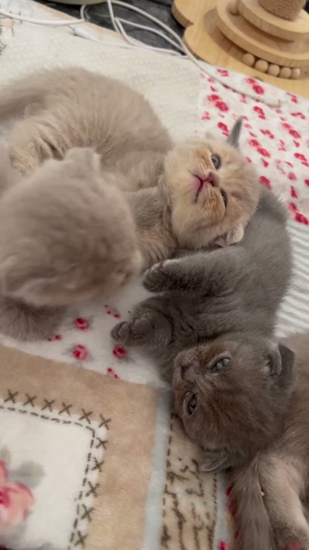 British gatti in vendita: gattini Scottish Fold e British Shorthair - Video 1