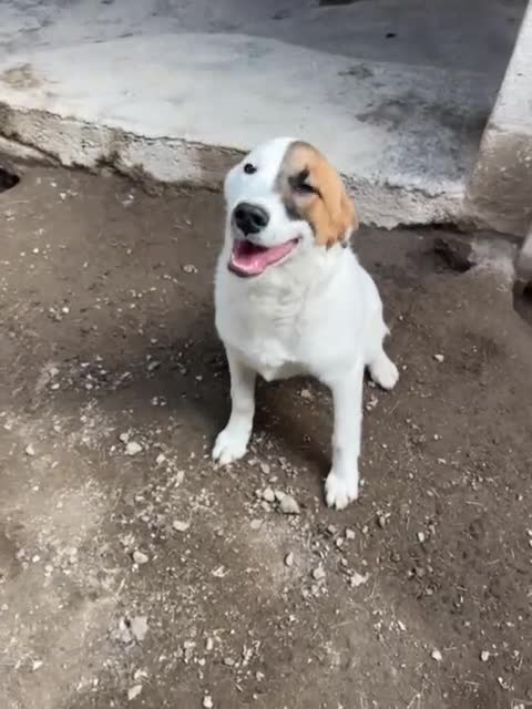 Meticcio cani in regalo: MASCHERINA giovane simil jack russel - Video 1