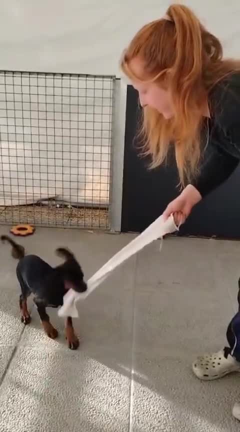 Dobermann cani in vendita: Cuccioli di Dobermann  - Video 1