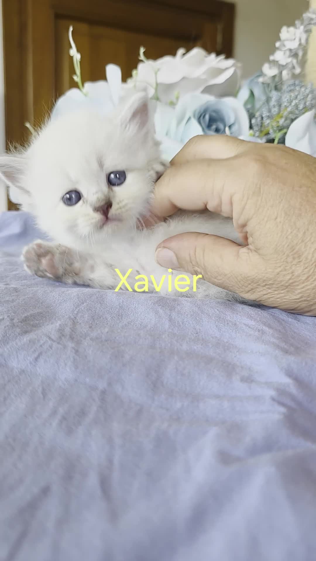 Siberiano gatti in vendita: Cuccioli di gatto siberiano neva masquerade - Video 1