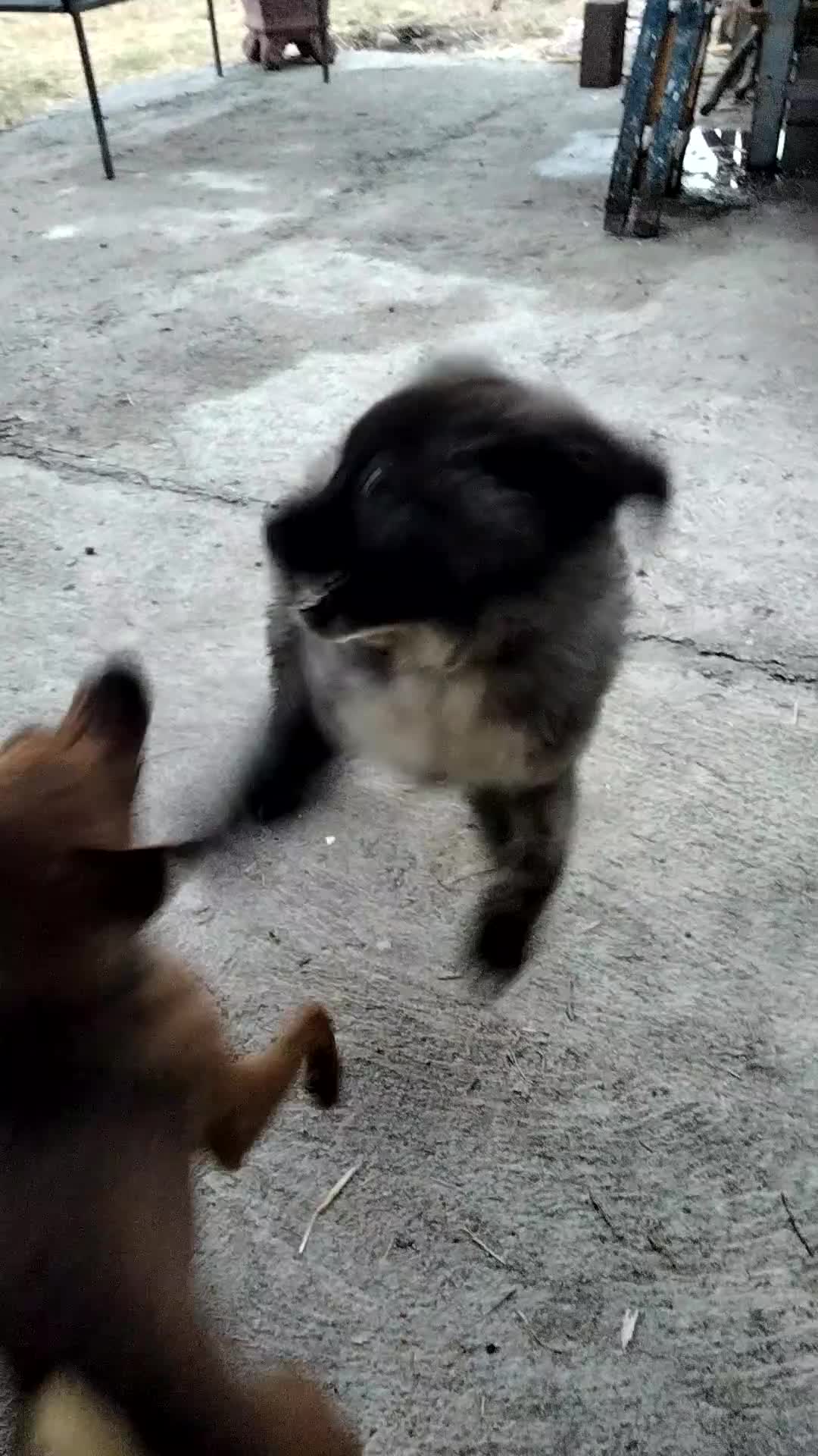 Pastore del Caucaso cani in vendita: Pastore del Caucaso  - Video 1