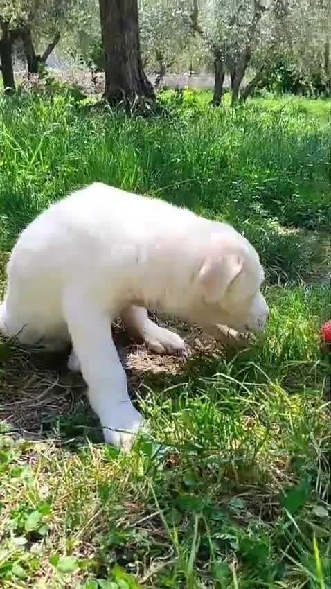 Meticcio cani in regalo: Cuccioli meticci taglia medio abbondante  - Video 4