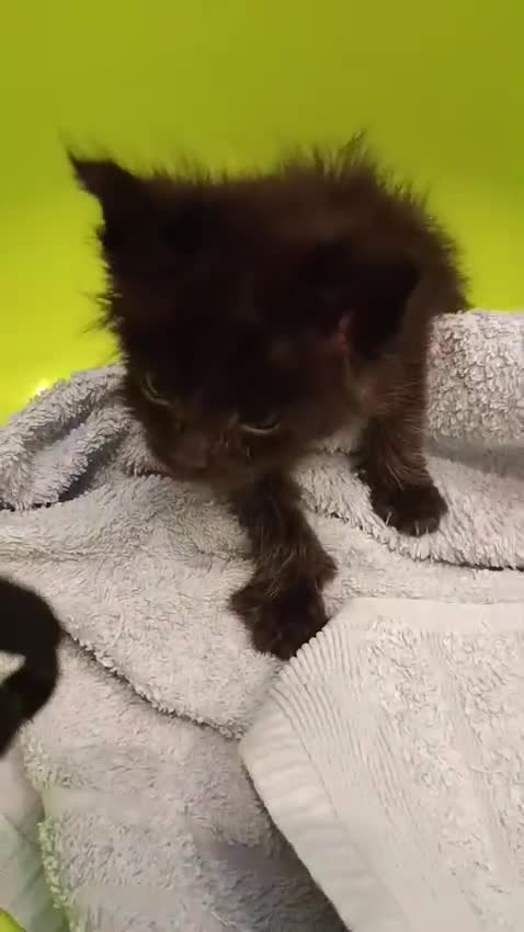 Maine Coon gatti in vendita: Cuccioli Maine coon  - Video 2
