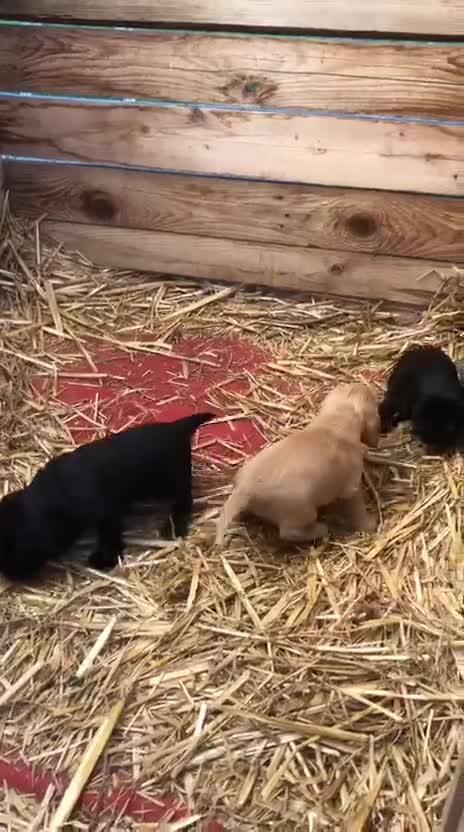 Cocker cani in vendita: Cuccioli di cocker spaniel con pedigree ENCI a Città metropolitana di Roma Capitale - Video 1