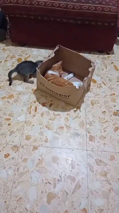 Meticcio cani in regalo: SOS DOLCE NEMO - Video 1