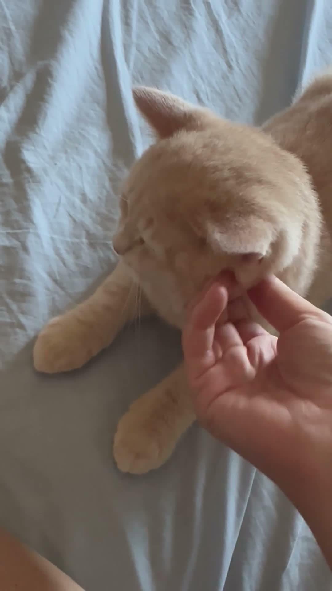 Scottish gatti in vendita: Cuccioli Scottish Straight - Video 2
