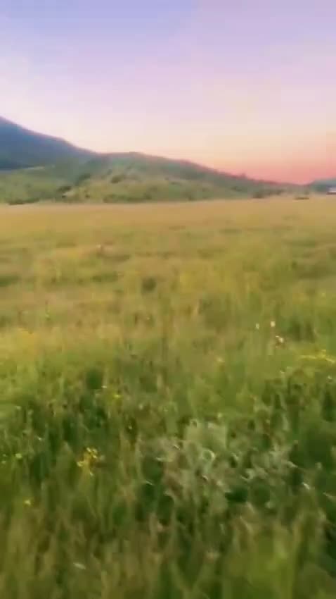 Setter Inglese cani in vendita: Cedo alcuni cuccioli Setter Inglese - Video 1