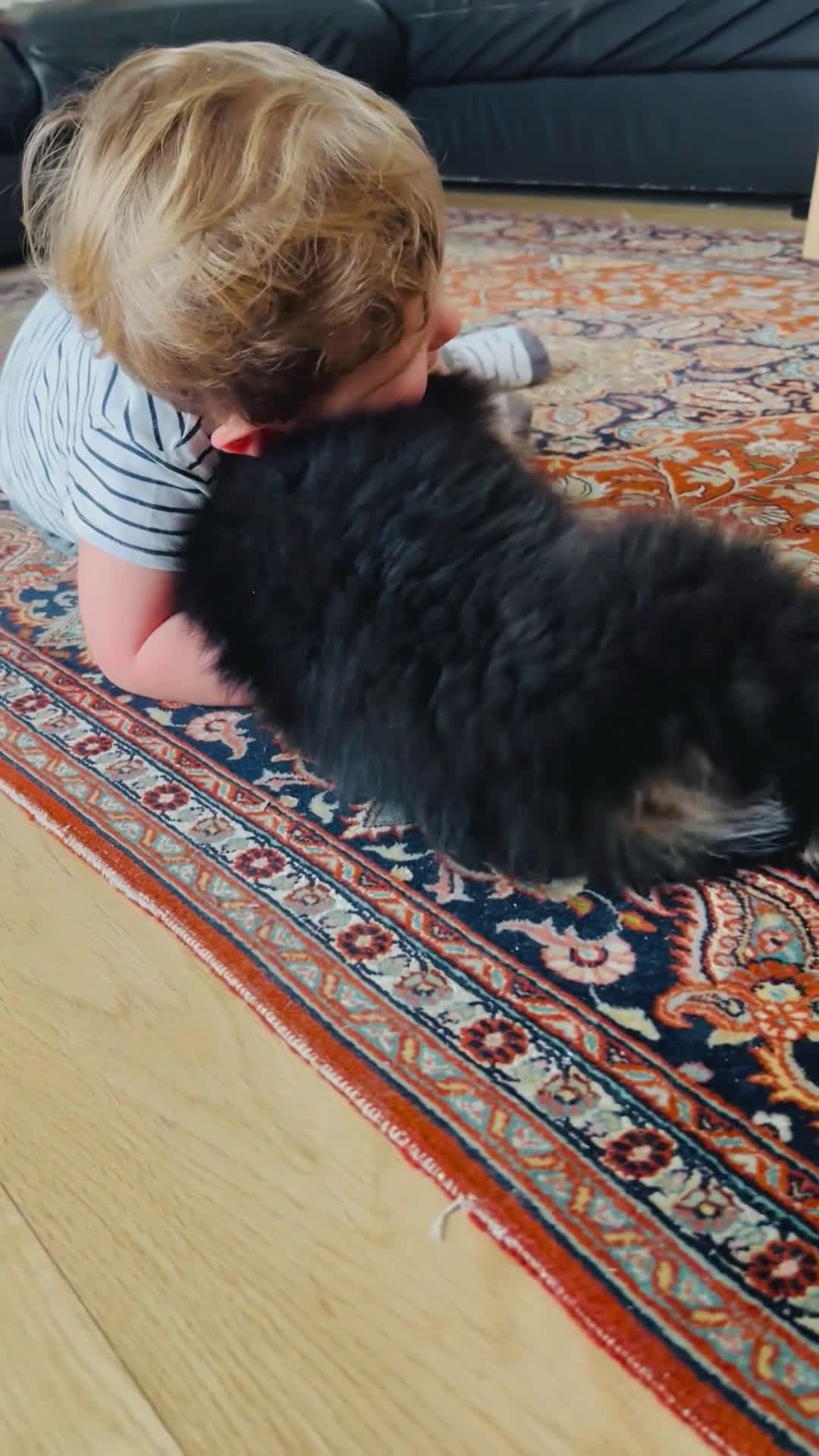 Australian Shepherd cani in vendita: CUCCIOLO DI PASTORE AUSTRALIANO - Video 1