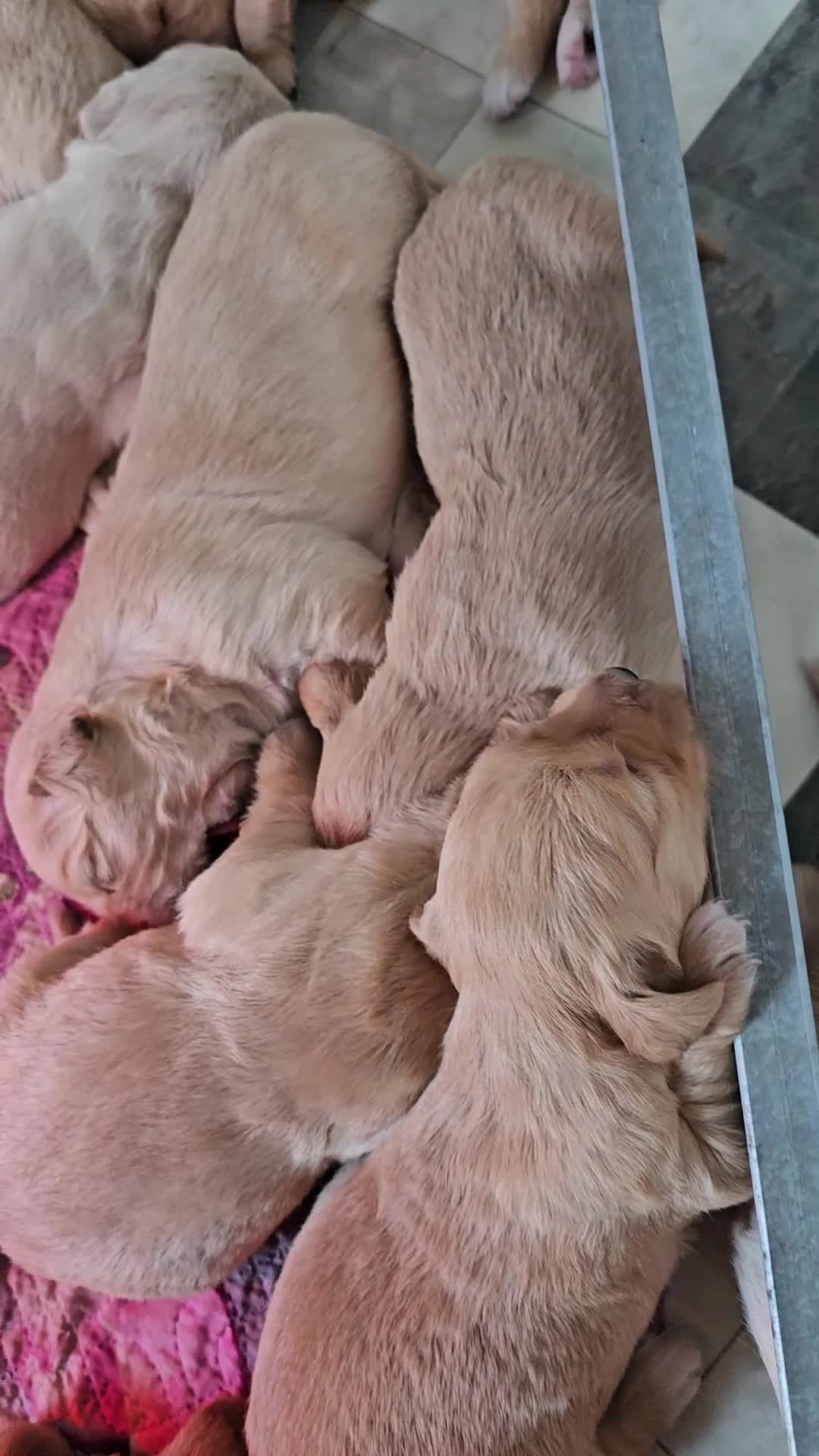 Golden Retriever cani in vendita: CUCCIOLI GOLDEN RETRIEVER  - Video 3