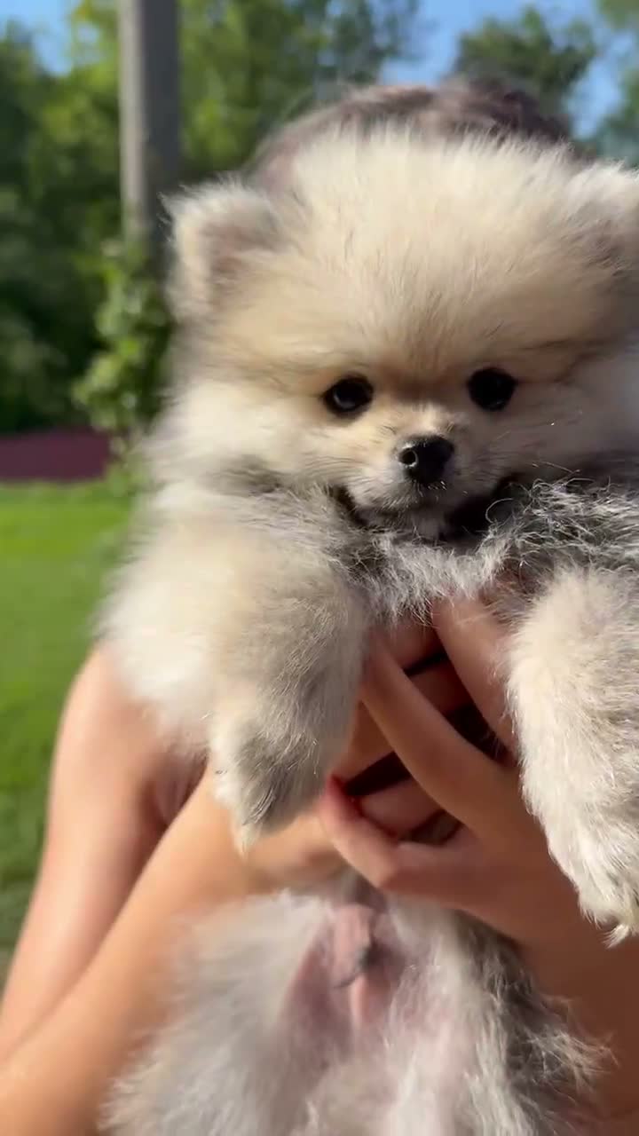 Spitz cani in vendita: Spitz di Pomerania  a Provincia di Massa e Carrara - Video 1