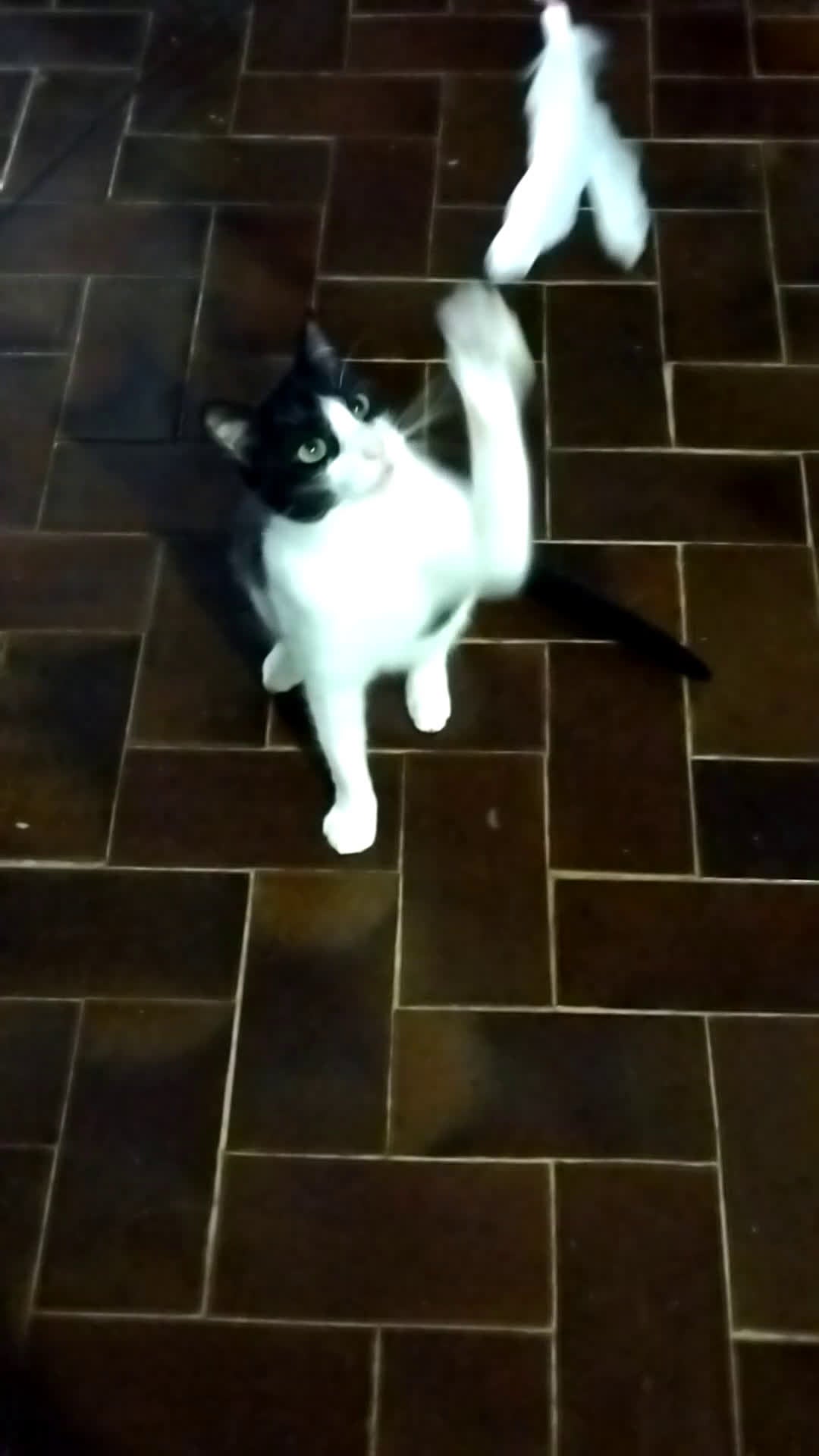 Europeo gatti in regalo: gatta giovane - Video 1