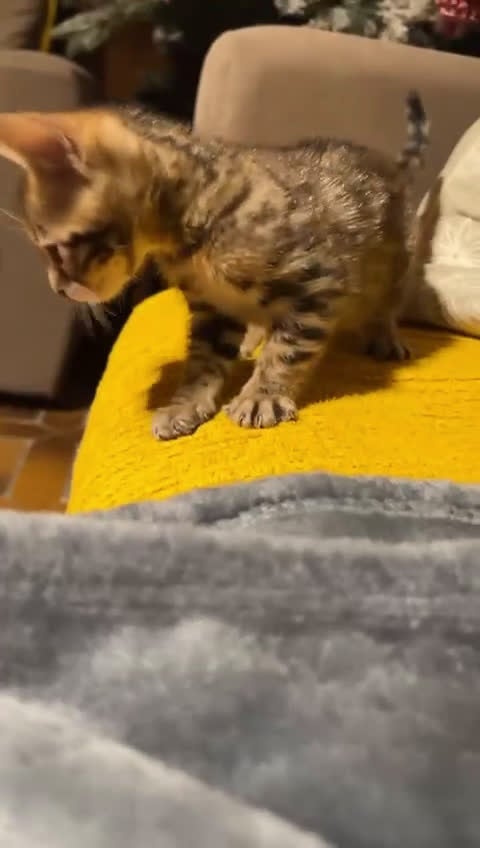 Bengala gatti in vendita: CUCCIOLO E ADULTO DI BENGALA  - Video 1