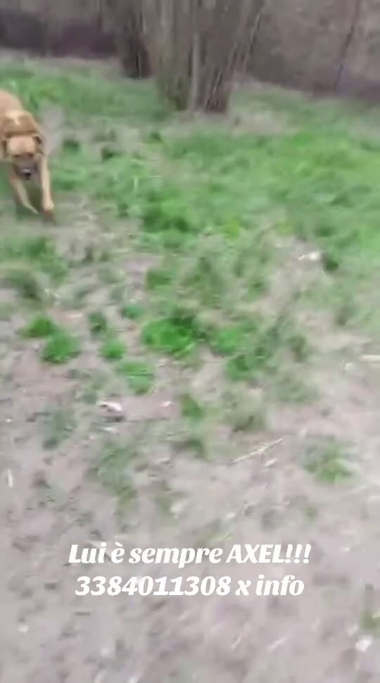 Meticcio cani in regalo: Axel cerca una famiglia  - Video 1