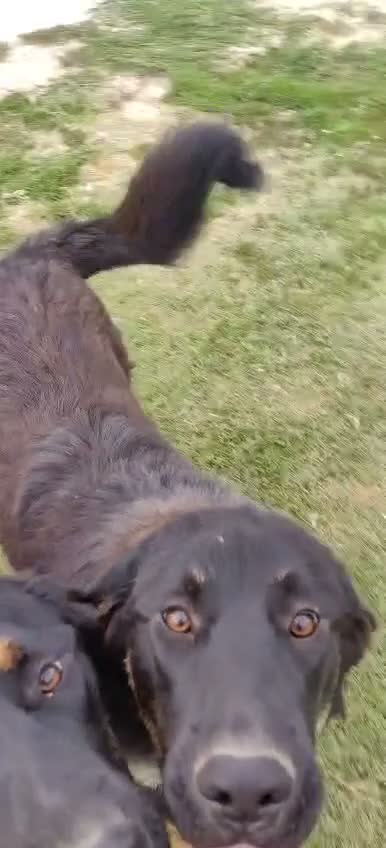 Meticcio cani in regalo: Sissy: cucciolona taglia grande socievole  - Video 1