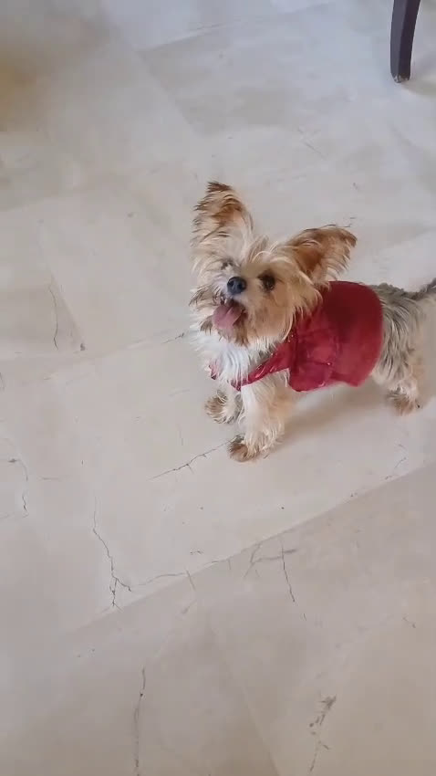 Yorkshire cani in regalo: Splendida Yorkshire - YORKI - Video 3