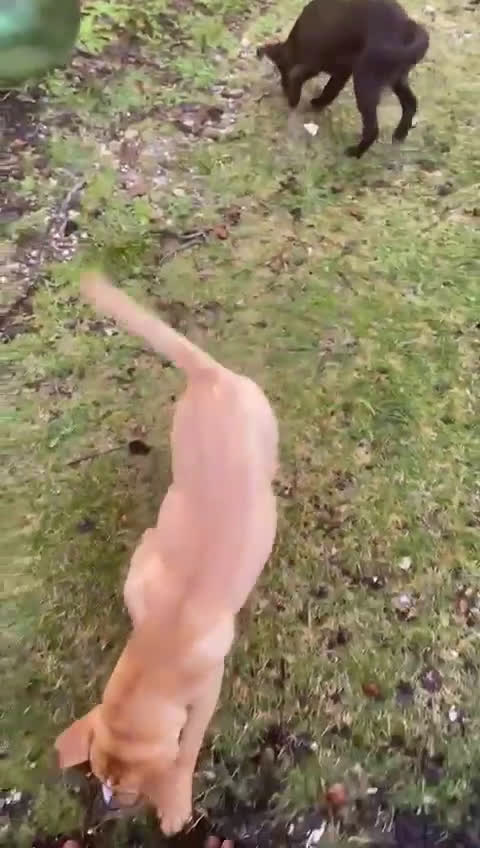 Meticcio cani in regalo: Regalasi coppia di sorelline a Città Metropolitana di Firenze - Video 1