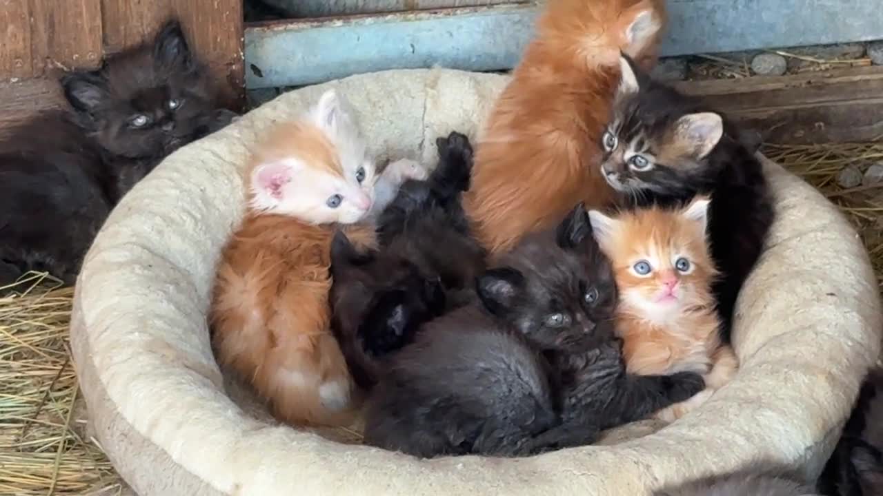 Maine Coon gatti in vendita: Cuccioli maine coon manto nero - Video 1
