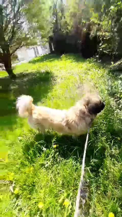 Meticcio cani in regalo: Una famiglia per Ciaky, cagnolino buonissimo a Provincia di Savona - Video 4