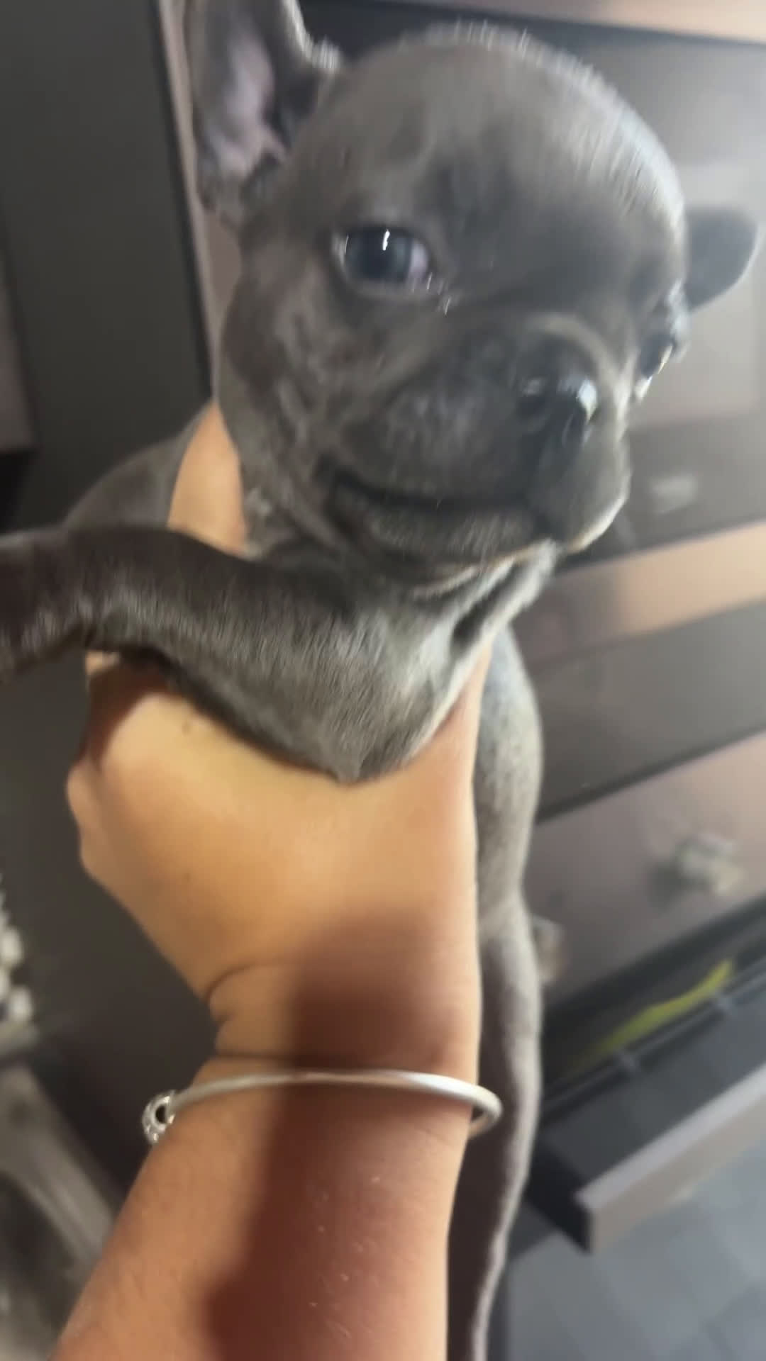 Bulldog Francese cani in vendita: Bulldog francese  - Video 2