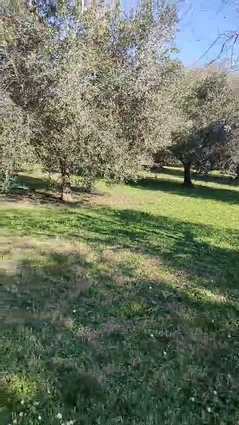 Meticcio cani in regalo: LUCKY-Cotone 6anni adora le persone dinamiche! - Video 2