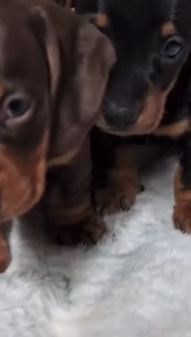 Bassotto cani in vendita: Bassotti Nani - Video 1