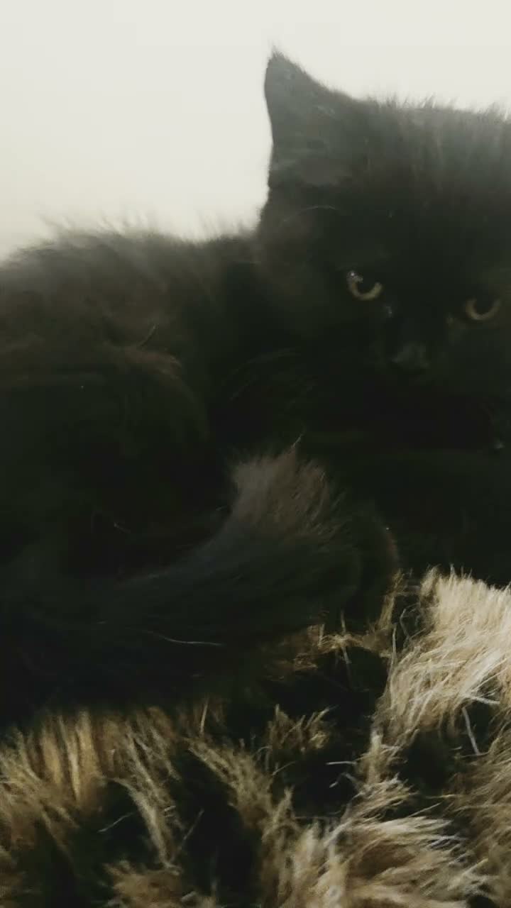 Persiano gatti in vendita: VOLEVO UN GATTO NERO 🎶 - Video 1