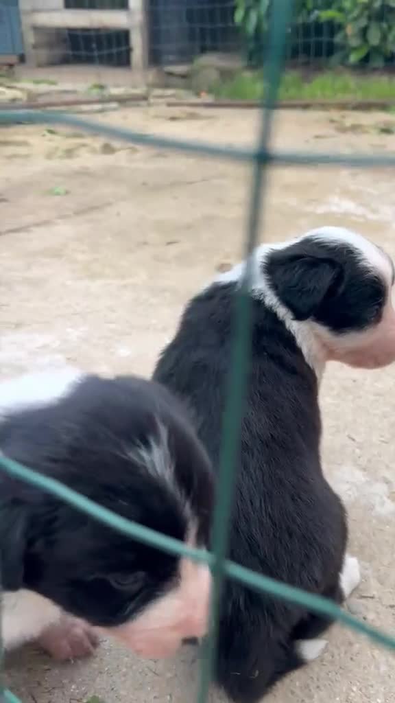 Border Collie cani in vendita: Cuccioli border collie  - Video 1