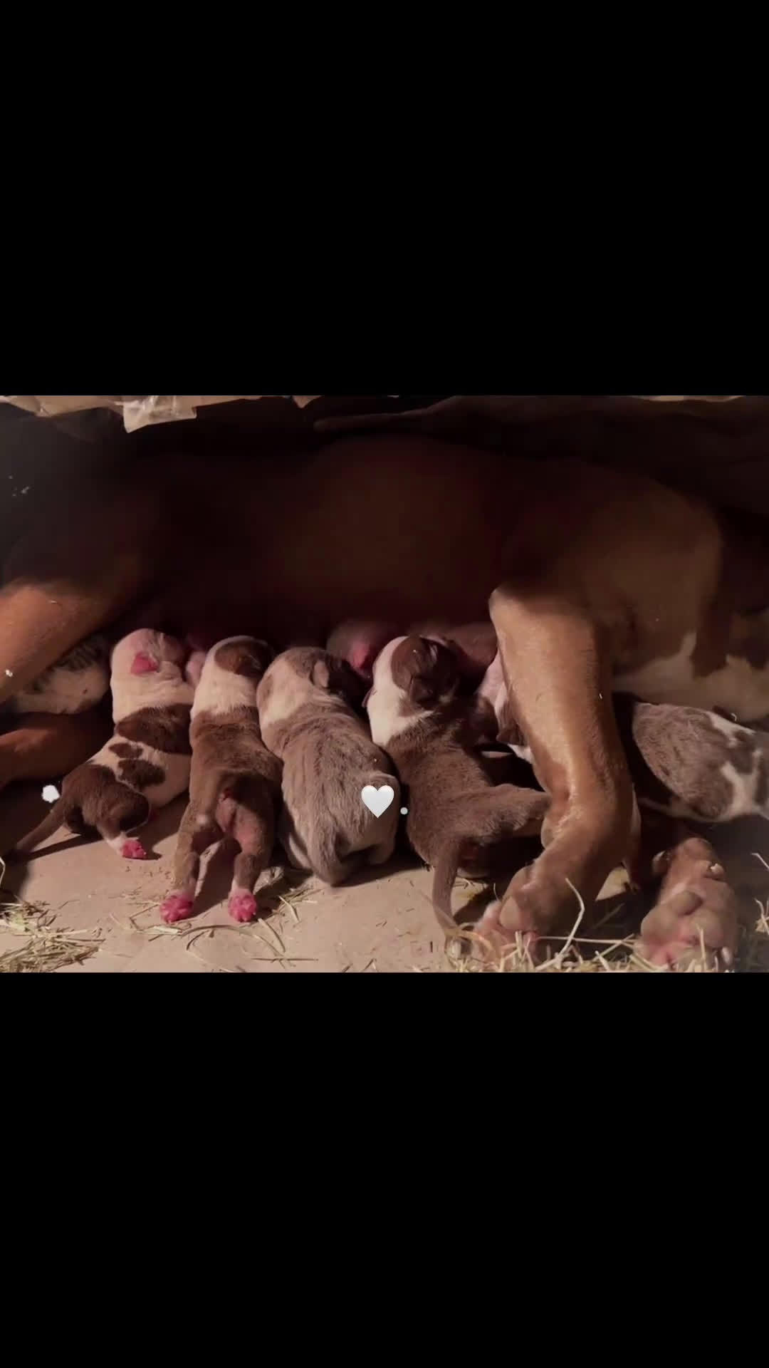 Pitbull cani in vendita: Cuccioli pitbull a Città metropolitana di Catania - Video 1