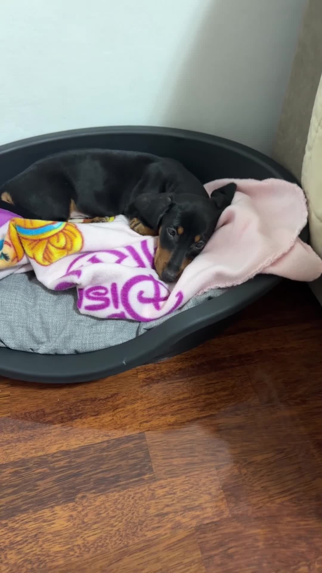 Bassotto cani in vendita: Bassotto nero focato  - Video 3