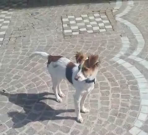 Meticcio cani in regalo: Cucciolo 6 mesi tg contenuta - Video 1