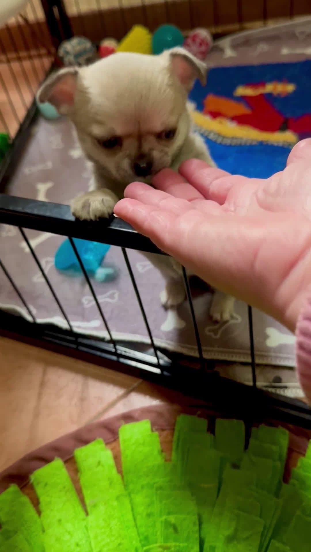 Chihuahua cani in vendita: Cucciola di chihuahua pelo corto pedigree ENCI  - Video 1