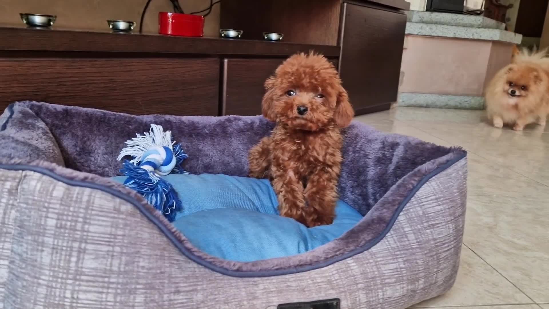 Barboncino Toy cani in vendita: Barboncino mini toy e Teacup Red brown  - Video 4